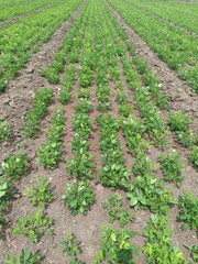 peanuts farm, Organic Farm Land Crops In India multiple layers of mountains add to this organic and fertile farm land in India, Peanut Field, Peanut tree, Peanut plantation fields