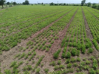 Peanut plantation fields with tree bush and a cloudy blue sky in the background
