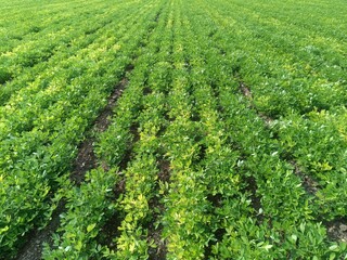 Close​-up background of bright green peanut leaves. Growing groundnut seeds for growing peanuts Dense green leaves. Refreshing natural background.