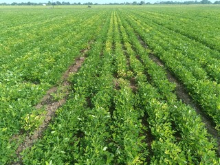 peanuts farm, Organic Farm Land Crops In India multiple layers of mountains add to this organic and fertile farm land in India, Peanut Field, Peanut tree, Peanut plantation fields