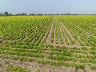 Peanut plantation fields with tree bush and a cloudy blue sky in the background