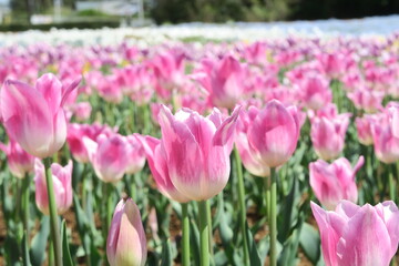 チューリップ畑