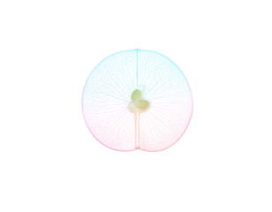 badminton shuttlecock isolated on white png image