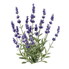 Naklejka premium Vibrant lavender flowers blooming in a lush garden, showcasing nature's beauty and tranquility