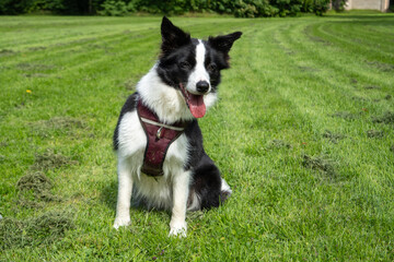 Border Collie sitting calmly in green grass, outdoors, natural light, attentive and relaxed expression