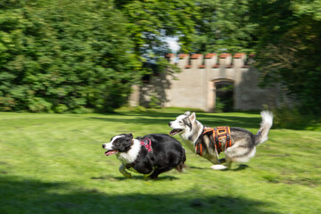 Dynamic action shot of a Border Collie being playfully chased by a Husky, motion blur effect emphasizing movement and speed, outdoor setting, energetic dog play