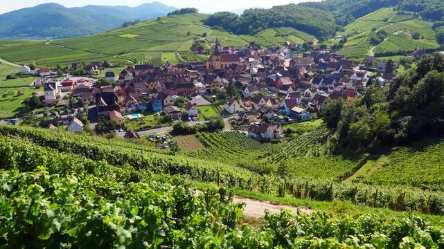 The small Alsatian town is located in lowland area between hills, surrounded by green vineyards. Panorama of Niedermorschwihr, view from first person view of tourist hiking along Wines Road.