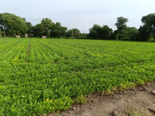 Peanut plantation fields with tree bush and a cloudy blue sky in the background