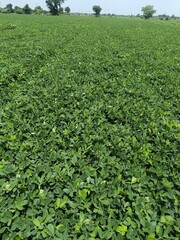 Peanut agriculture farm land green, Close​-up background of bright green peanut leaves. Growing groundnut seeds for growing peanuts Dense green leaves. Refreshing natural background.