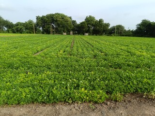 Peanut agriculture farm land green, The peanut growing in the field