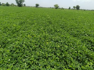 The peanut growing in the field