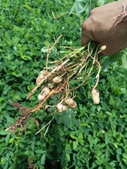 A farmer holding freshly harvested peanuts with roots in a field. The background features green peanut plants under a cloudy sky, showcasing agricultural activity.