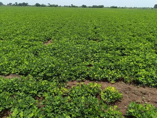 Peanut plantation fields with tree bush and a cloudy blue sky in the background