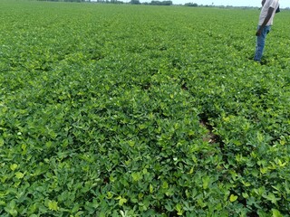 Close​-up background of bright green peanut leaves. Growing groundnut seeds for growing peanuts Dense green leaves. Refreshing natural background.