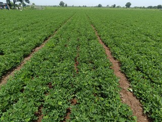 Peanut agriculture farm land green