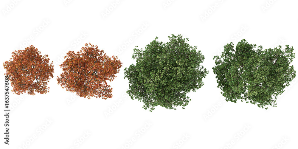 Poster 3d illustration of quercus trees on transparent background from top view