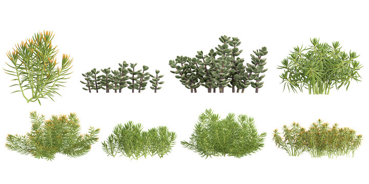 3d illustration of Sedum,Portulacaria plants on transparent background