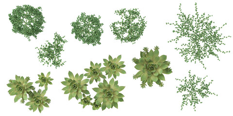 Fototapeta premium 3d illustration of Sempervivum,Senecio plants on transparent background from top view