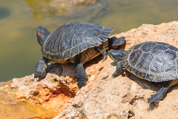 red-eared turtles basking in the sun