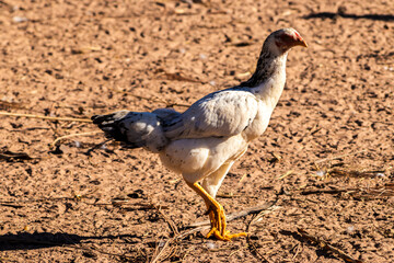 Detailed close-up of a speckled gray and white hen, showing its red comb and golden beak. Ideal for illustrating publications on farm animals, biology and ecology. Cage-free chickens in Brazil
