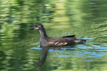 Young bird swimming on calm water. A young moorhen swims calmly through reflective green water. The...