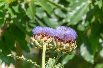 Two flowering artichokes with bees. Two artichokes are in full purple bloom, visited by bees. The scene demonstrates the interplay between plants and pollinators.