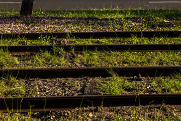 Overgrown train tracks: Nature reclaiming urban decay, contrasting metal and vibrant vegetation....