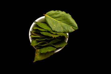 many leaves of the indian laurel on the pot with black background in Brazil