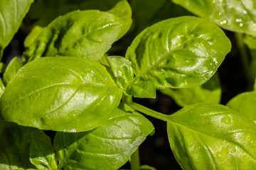 close-up of green basil (Ocimum basilicum) leaves  in Brazil