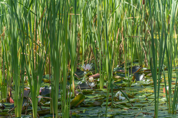Detailed view of reeds with water lilies. Close-up of reed stems between water lily leaves and blossoms Nymphaea alba. Sunlight falls on the lush green, adding depth to the image.