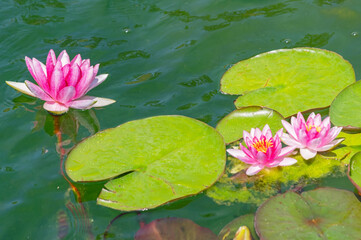 closeup beautiful pink lilie © AVD