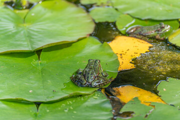 Frog on a lily pad. A green frog sits on a lily pad in a pond. Another frog can be seen in the...