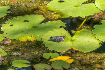 Frog on a Water Lily Pad. A small green water frog sits on a large water lily pad in a pond rich in...