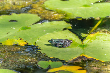Obraz premium A frog rests on a large lily pad, surrounded by clear water. The sun makes the green shine intensely.