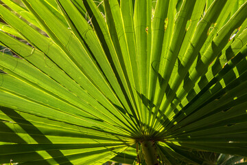 Fototapeta premium Detail of the leaf of the Carnauba, Copernicia prunifera, or fan-shaped palm in Brazil