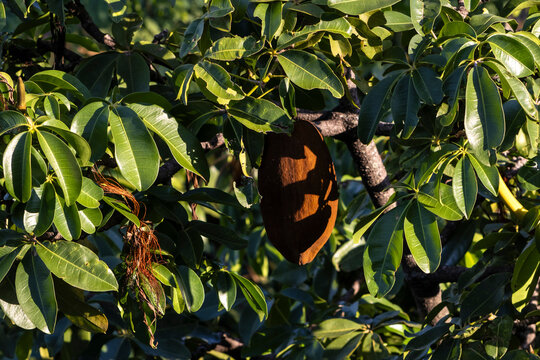 Monguba fruit (Pachira aquatica), popularly known as munguba or wild cacaoon tree in Brazil