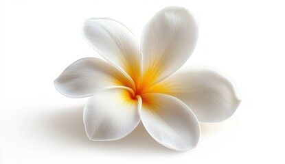 Naklejka premium Elegant white flower with yellow accents on a pure white background for nature and beauty themes