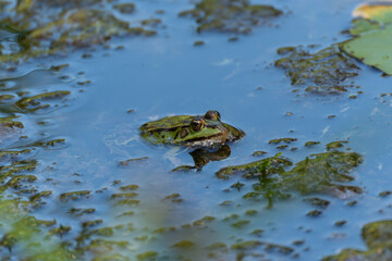 Frog in blue water. A frog peeks out from the clear, bluish water. Only the head with its large eyes is visible.