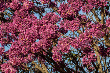 Pink Ipe with scientific name Handroanthus heptaphyllus in Brazil. Close up of beautiful Pink Trumpet Tree , Tabebuia rosea in full bloom