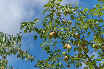 Pear tree with fruit. A pear tree with ripe, yellow-green fruit against a blue sky. The leaves glisten in the summer sun.
