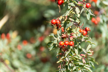 Ripe red rosehips hang from a branch with jagged leaves. The bright fruits contrast with the green background.