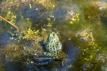 Frog in the water from above. The green and black spotted frog sits on a plant substrate in the...