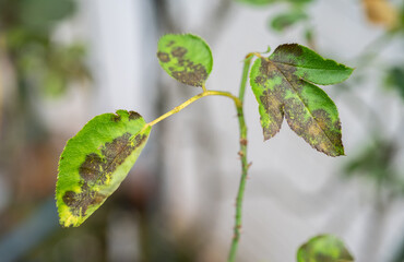 Black spot on rose leaves. Black spot is a fungal disease (Diplocarpon rosae) that affects roses.