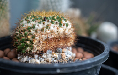 Mammillaria cactus having sunburned damaged from direct sunlight. Sunburned cacti often have brown or black patches and can be bruised as well.