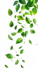 Fresh Green Leaves Falling Down on a Bright White Background Representing Nature and Renewal in a Minimalist Style