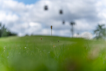 Stalk in focus with cable car. A single stalk is in focus against a meadow with blurred cable car...