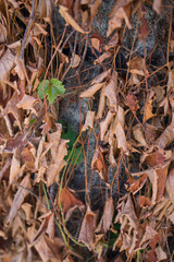 枯れた葉と緑の葉