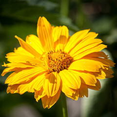 Sqaure Flowers - Yellow.jpg
