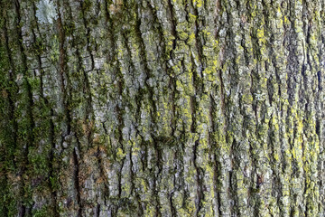 Close up tree bark texture as a wooden background