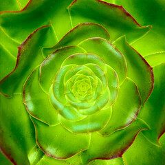 Square Succulent - Spiral.jpg